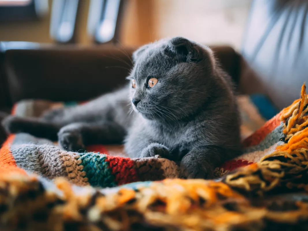 British Shorthair cat lounges on colorful handmade blanket in cozy room setting.