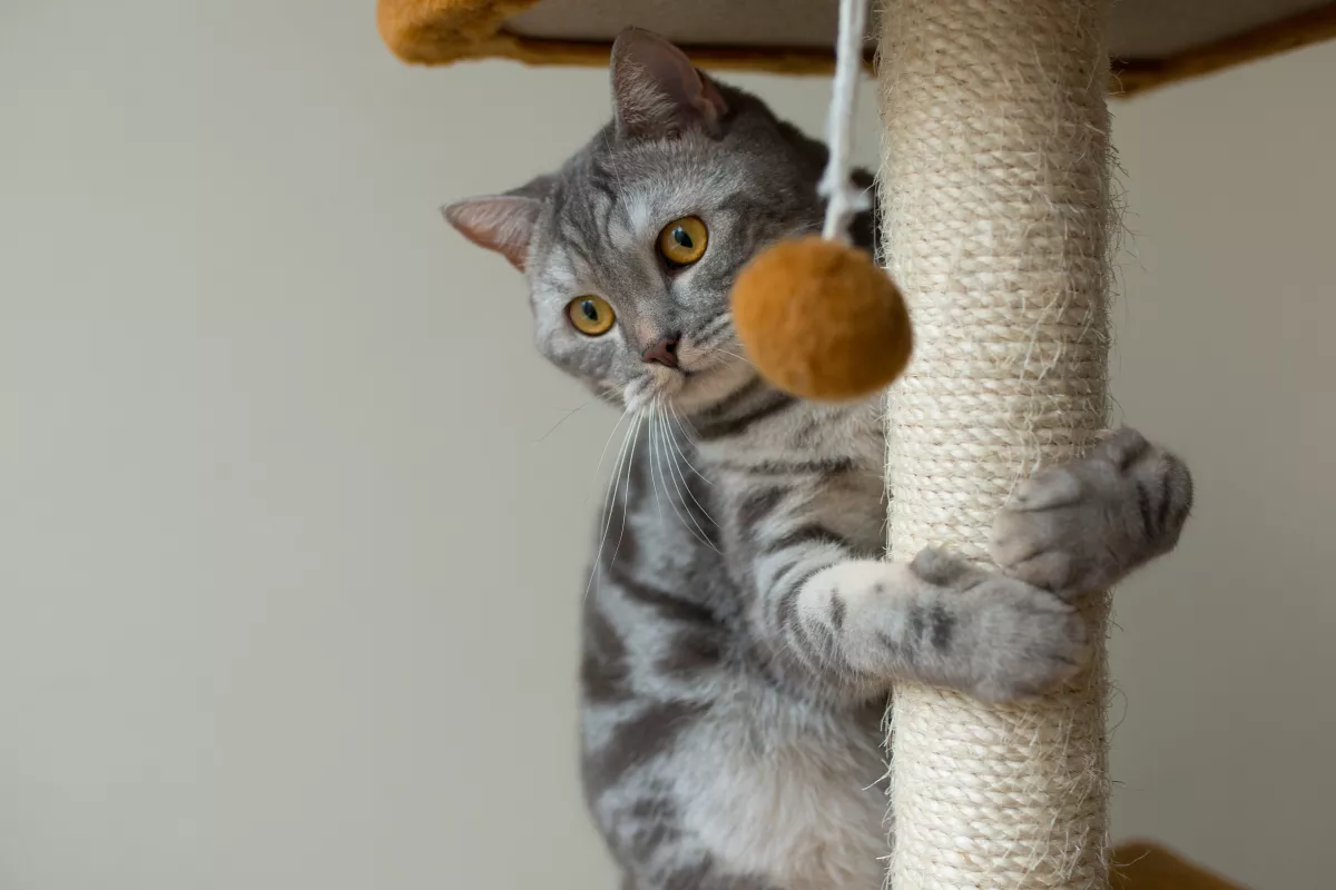 British Shorthair cat plays on sisal cat tree with toy, displaying natural instincts.