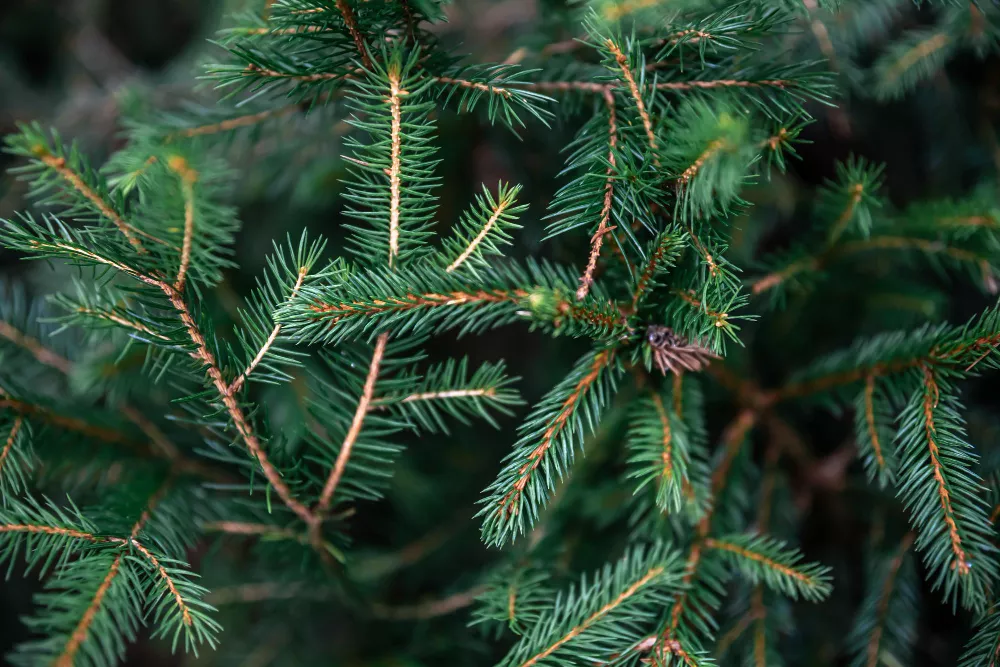Close-up of vibrant green conifer needles and forming pine cone detail.