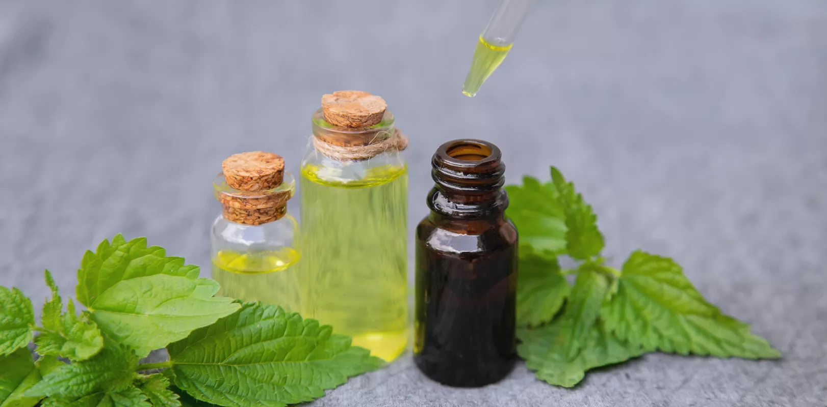 Three essential oil bottles with fresh herbs, natural aromatherapy on gray background.
