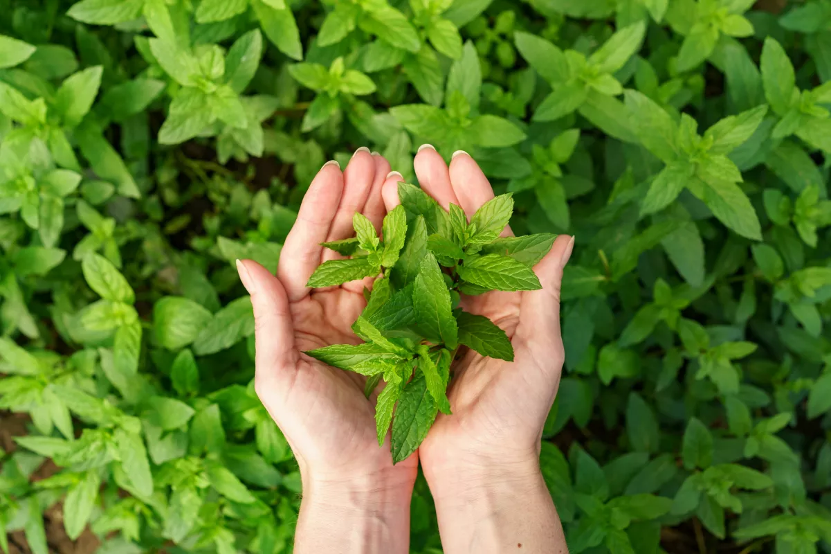 Hands holding fresh mint leaves from a lush garden, natural remedy for pain relief.
