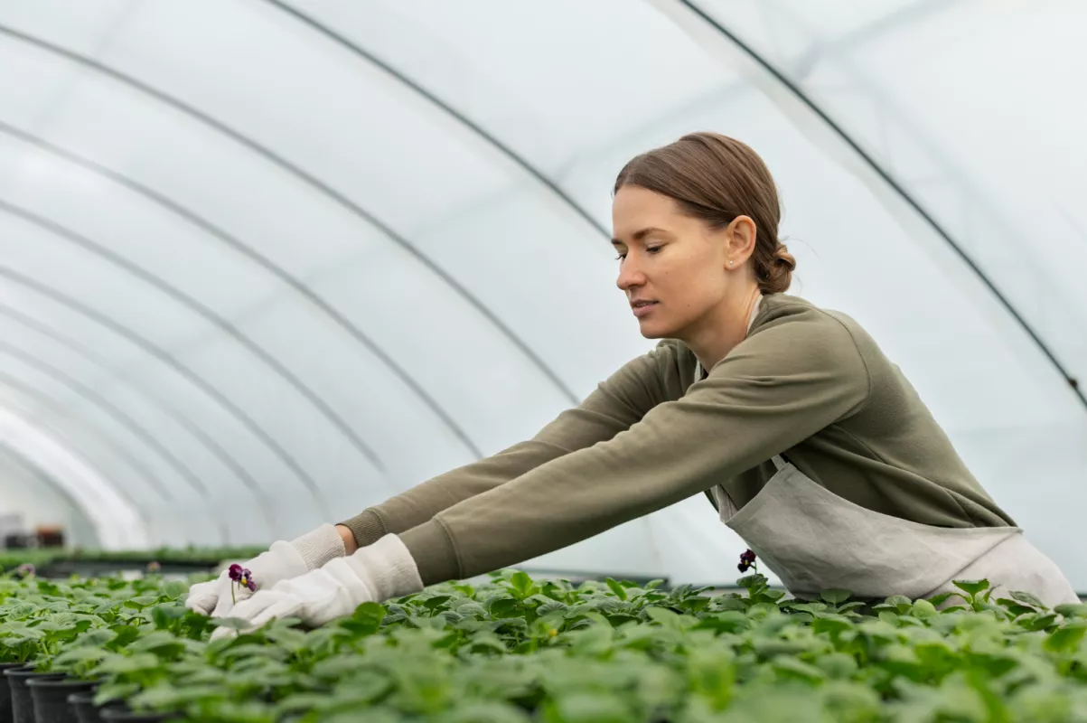 Gardener nurturing seedlings in greenhouse, wearing gloves, amidst lush green plants.