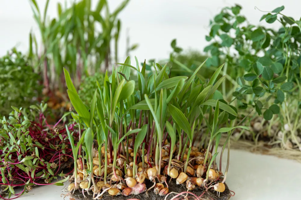 Assorted microgreens with colorful stems and leaves in growth stages, including amaranth and pea shoots.
