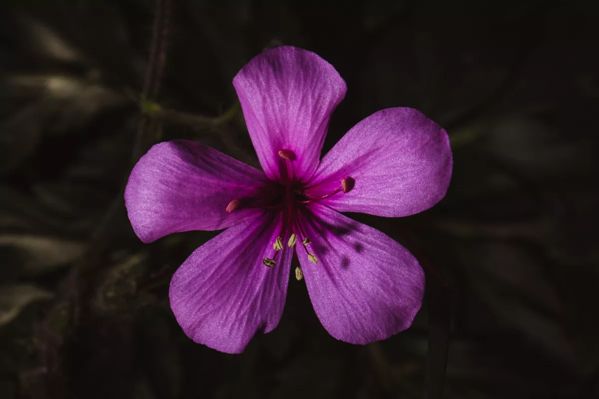 Close-up of vibrant purple geranium with yellow stamens on a dark background.