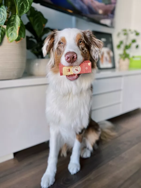 Australian Shepherd holds CBD treat box in cozy home setting.