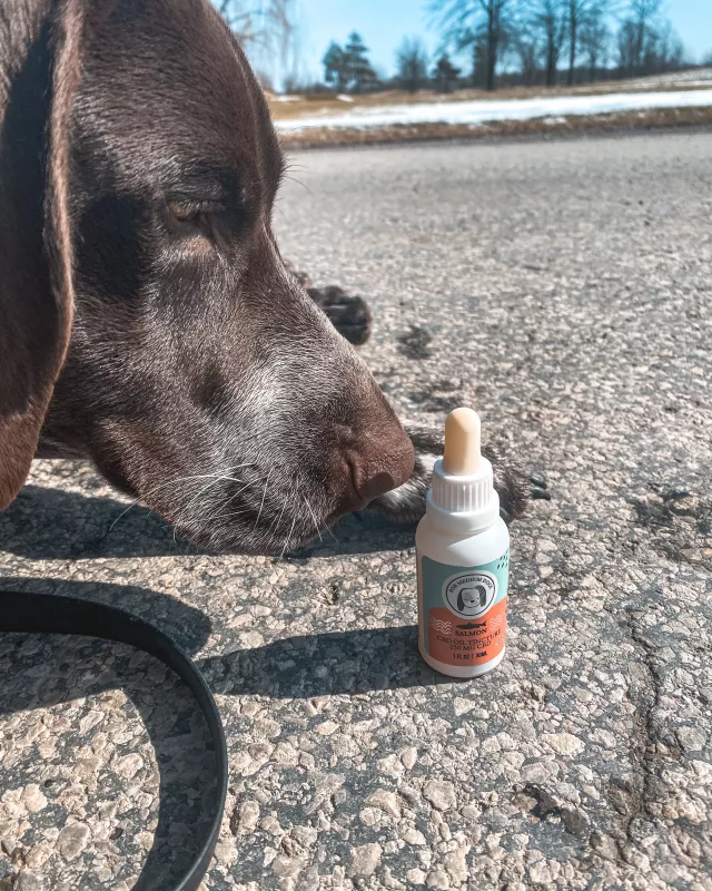 cbd for pets