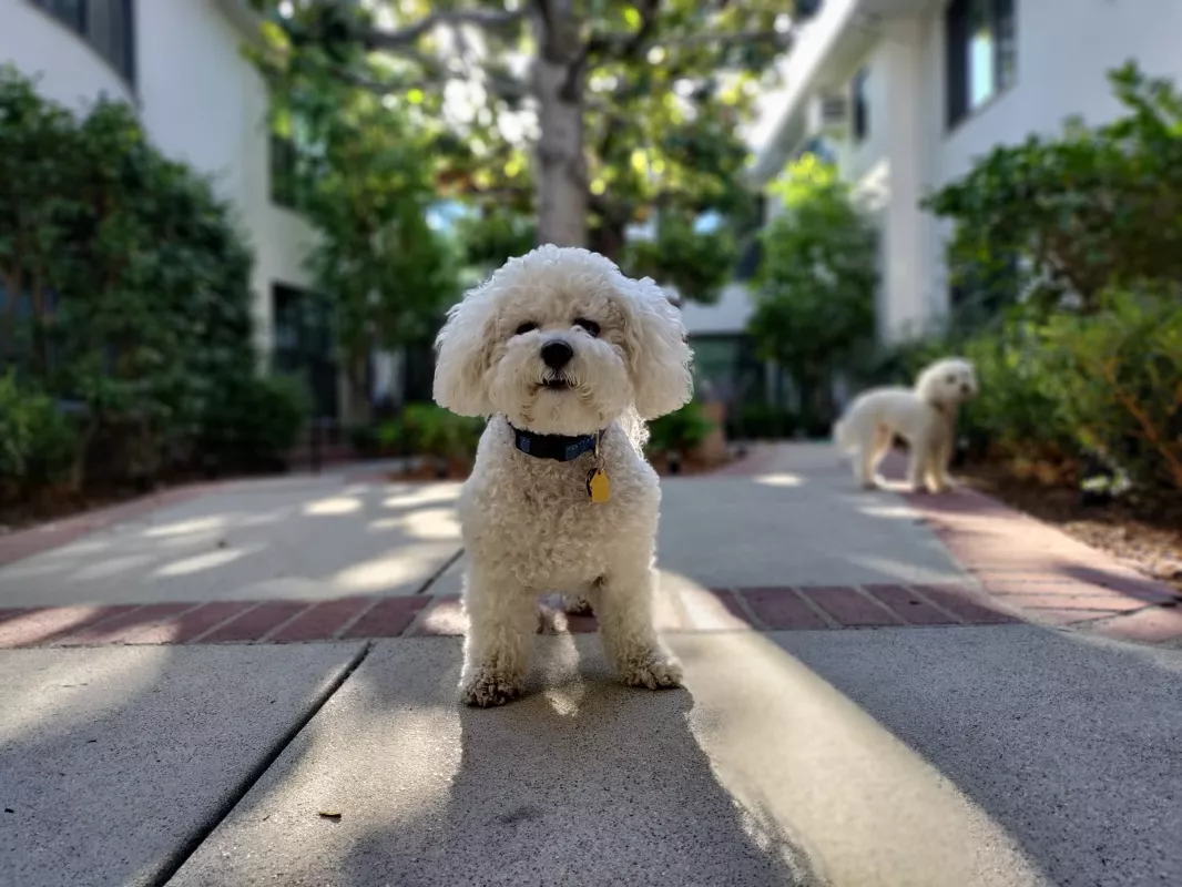 Cbd For Pets 1650162372