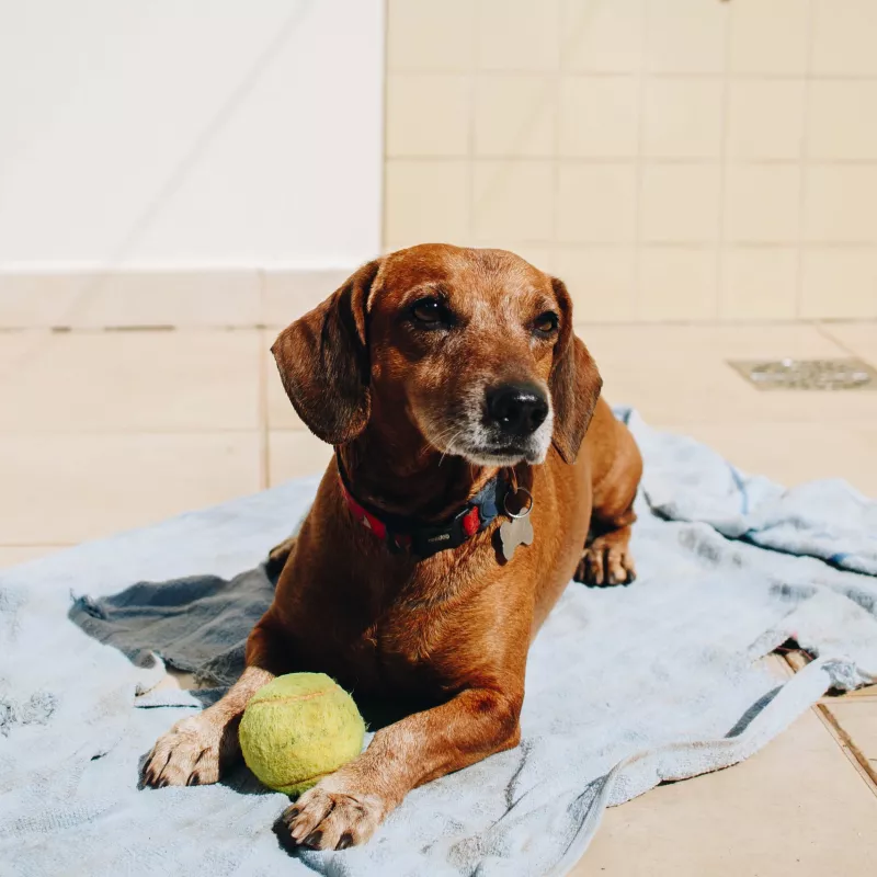 Dachshund resting with tennis ball on sunny concrete patio.