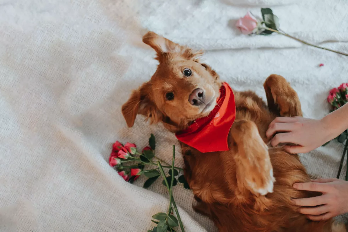 Golden-brown dog in red bandana with flowers enjoys belly rub in pet portrait.