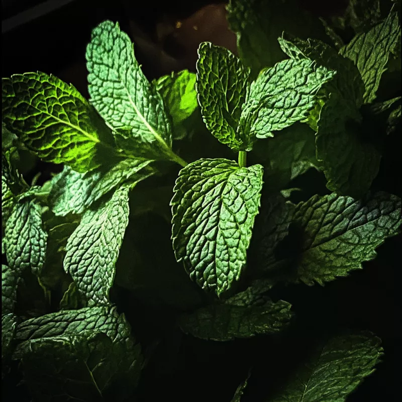 Mint
