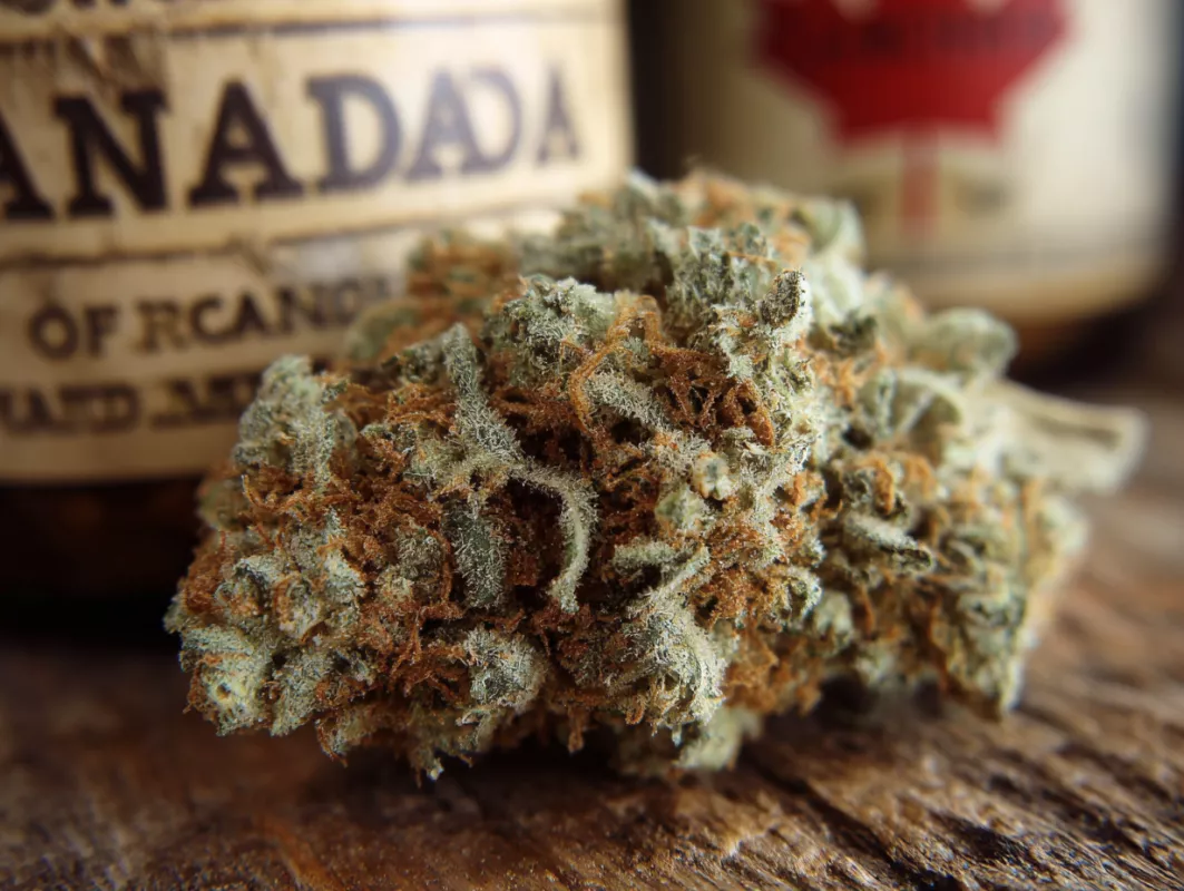Close-up of dense cannabis bud with vibrant greens, orange pistils, and frosty trichomes.