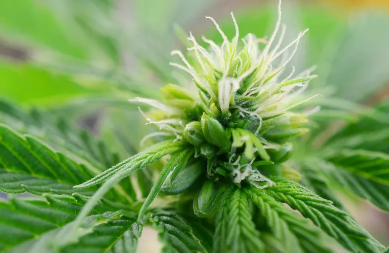 Close-up of flowering cannabis bud with white pistils and frosty trichomes on green leaves.