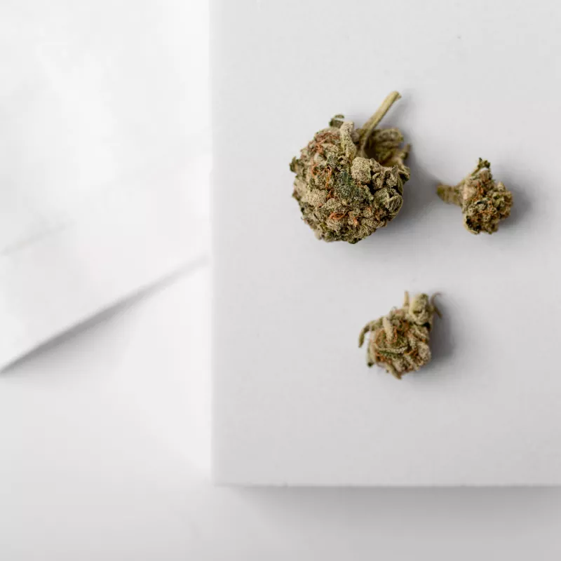Close-up of three cannabis buds with detailed texture on white background, natural light highlight.