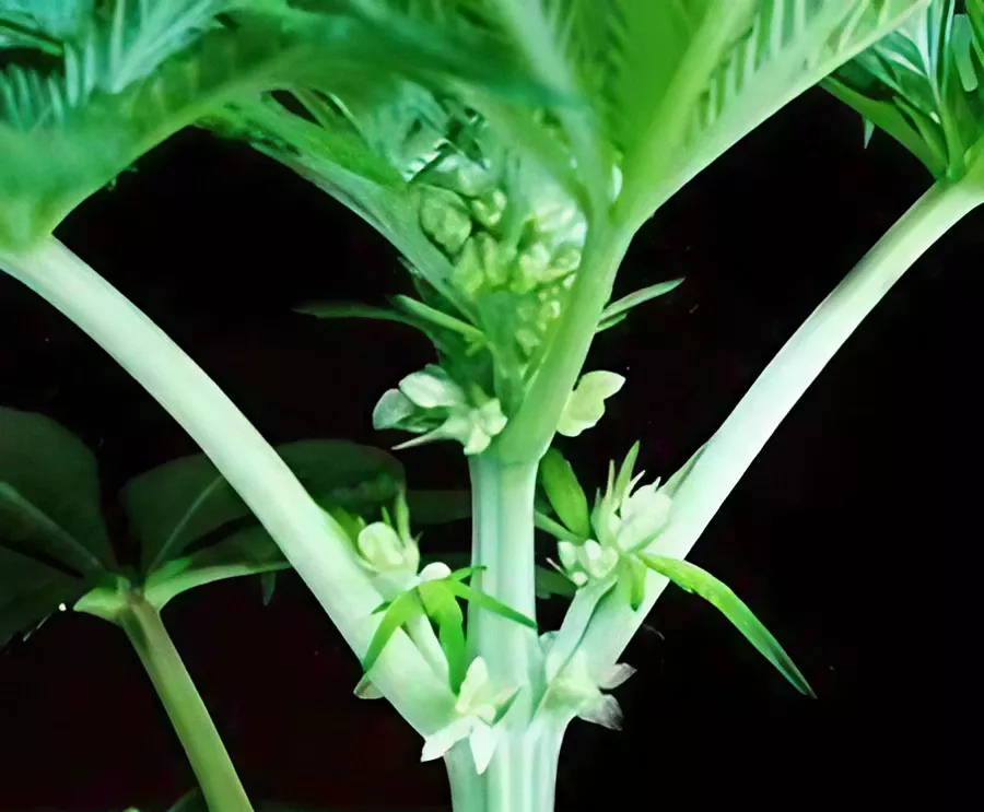 Healthy male cannabis plant with vibrant leaves and white flowers, ready for pollination.