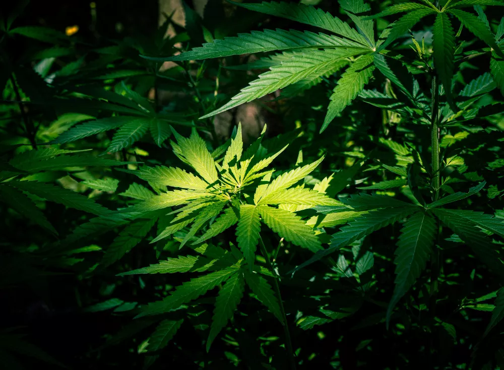 Cannabis sativa foliage close-up in natural sunlight, wild habitat setting.