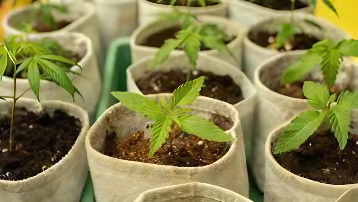 Cannabis plant seedlings in sustainable biodegradable pots on a tray.