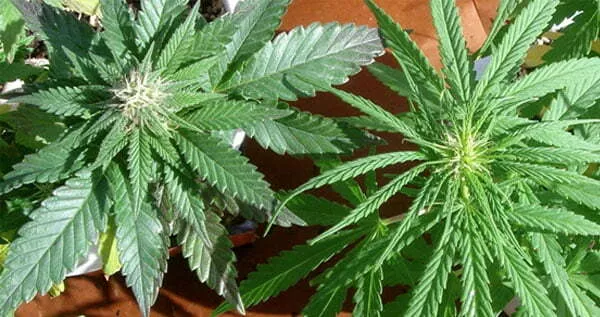 Healthy Sativa and Indica cannabis plants in terracotta pots during outdoor vegetative growth stage.