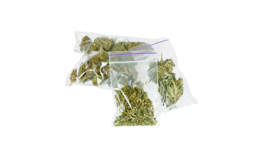 Three ziplock bags with green cannabis buds on white background.