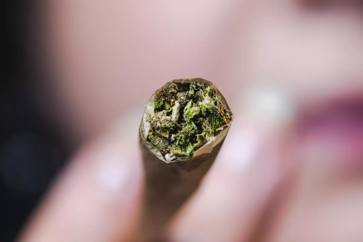 Close-up of a hand-rolled cannabis cigarettes lit end.