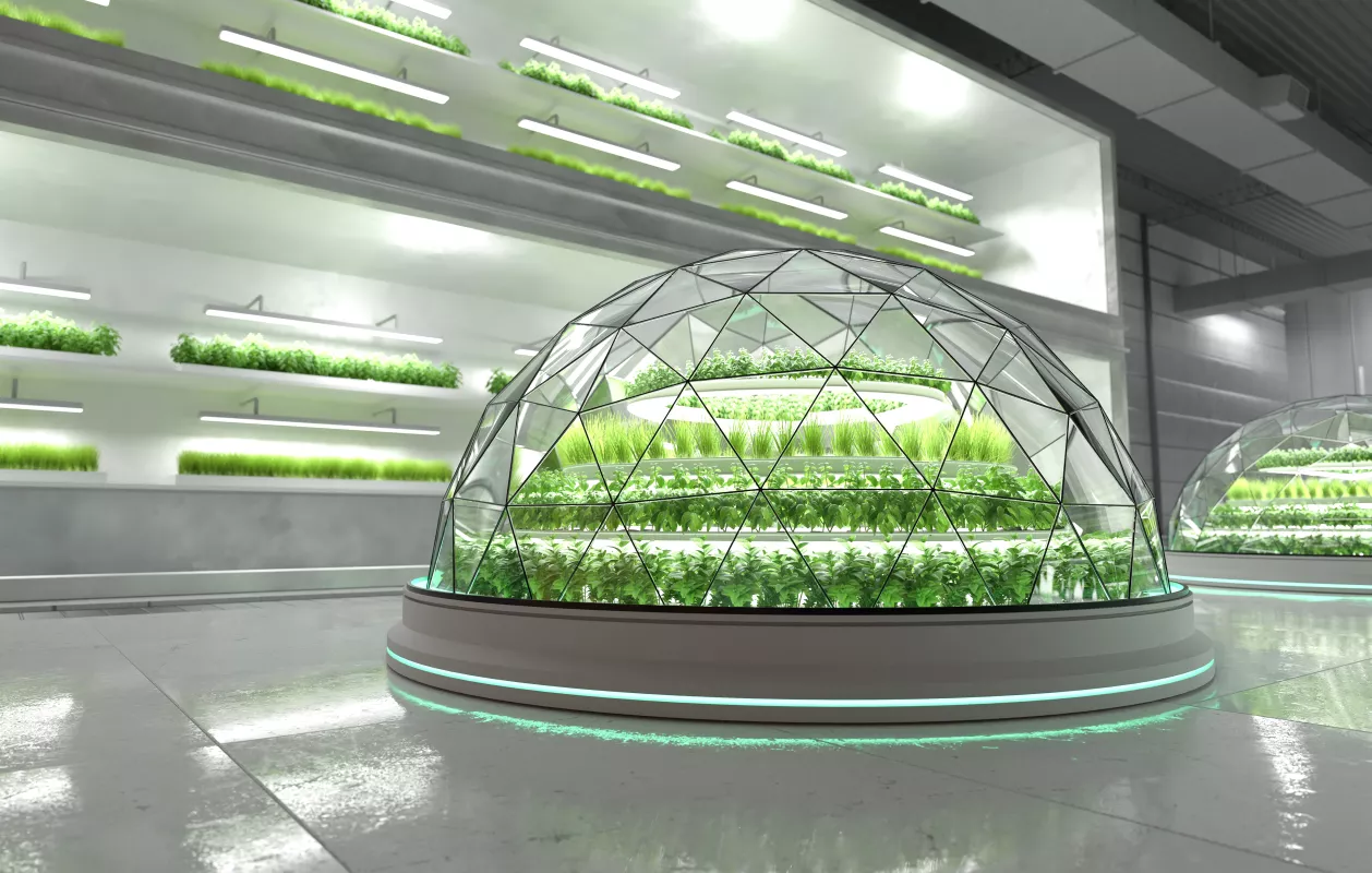 Farm Of Hydroponics