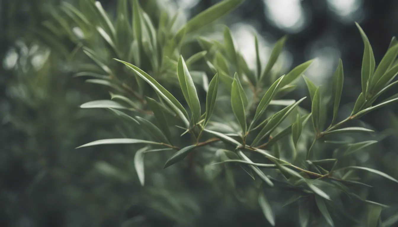 Close-up of vibrant green evergreen leaves with shallow depth of field.