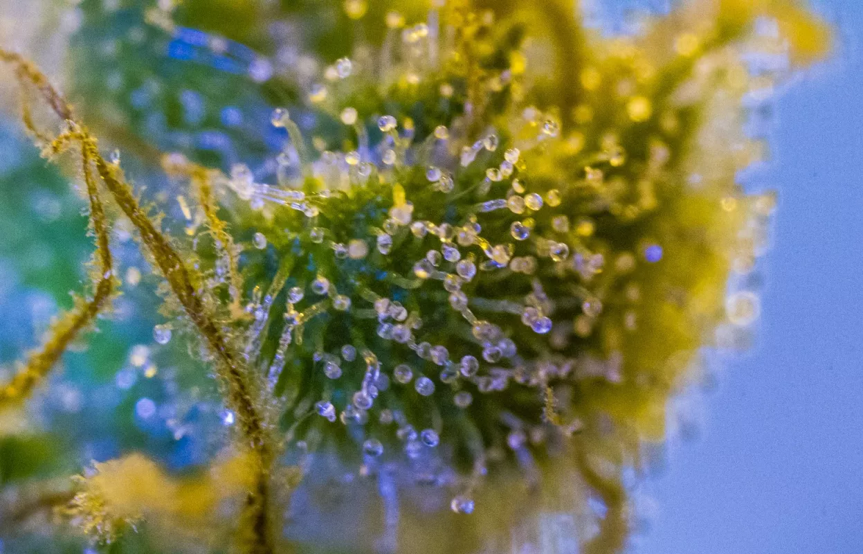 Macro view of vibrant yellow-green plant trichomes in high terpene extract.