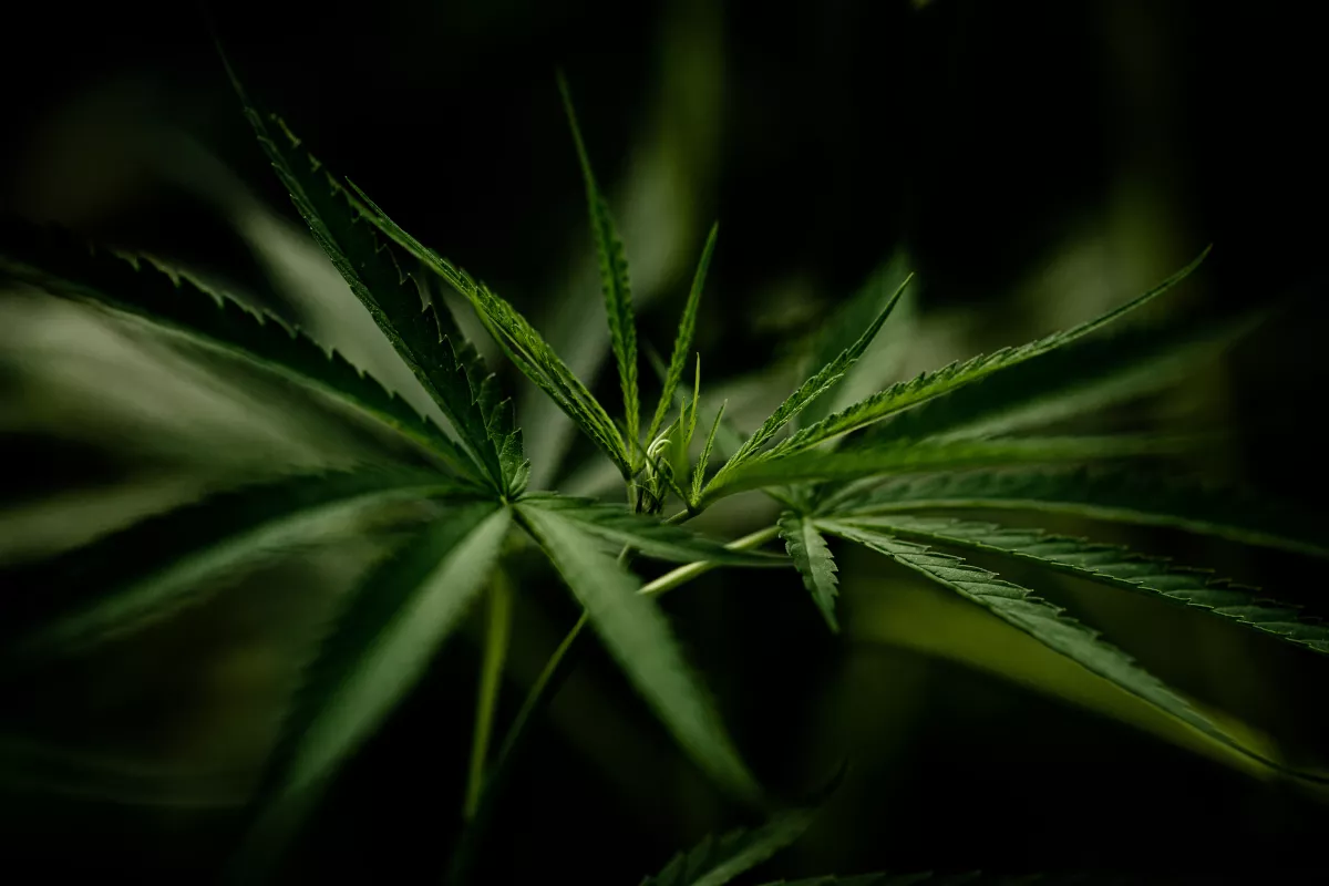 Cannabis Leaf