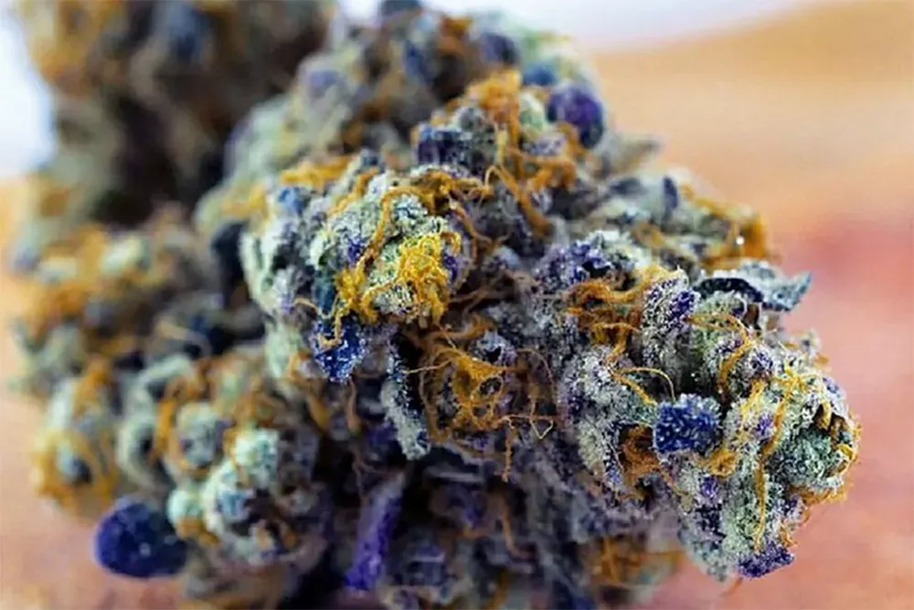 High-quality premium marijuana with vibrant green buds and orange hairs.