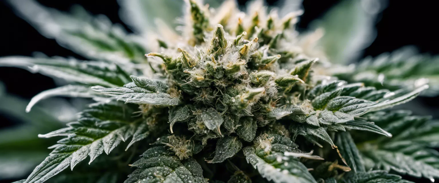 Close-up of frosty, trichome-rich cannabis bud with serrated green leaves.