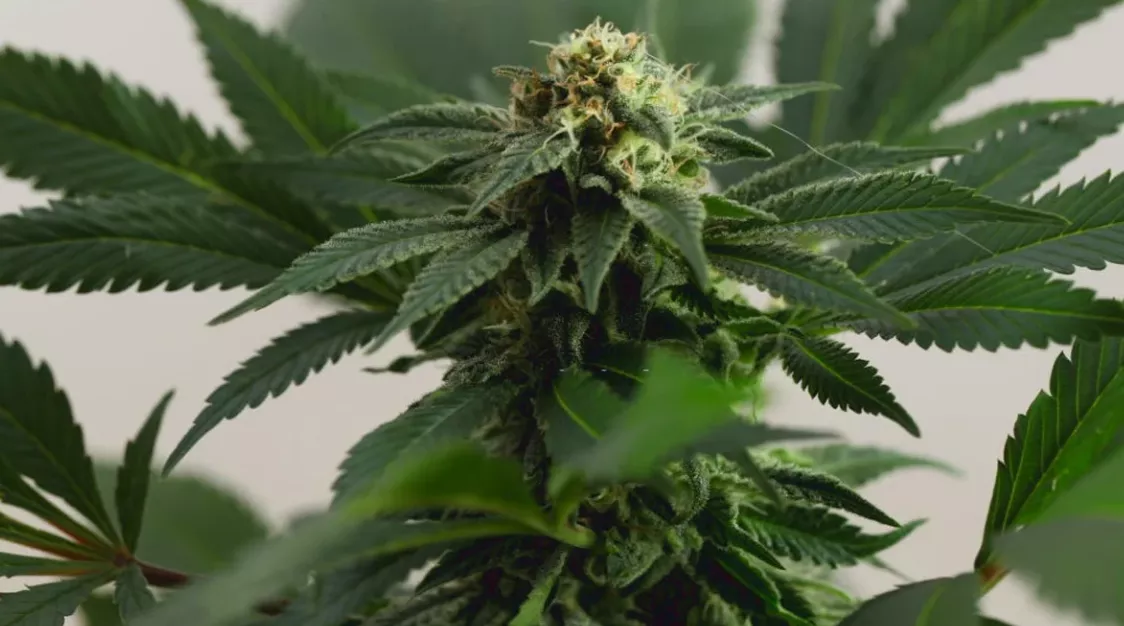 Mature Indica cannabis cola with trichome-coated buds and serrated green leaves.