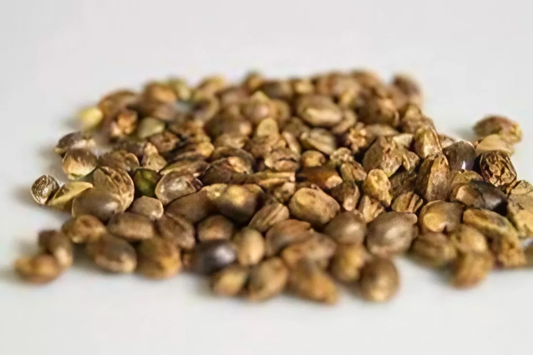 Raw unroasted coffee beans in natural shades of green and brown on a light surface.