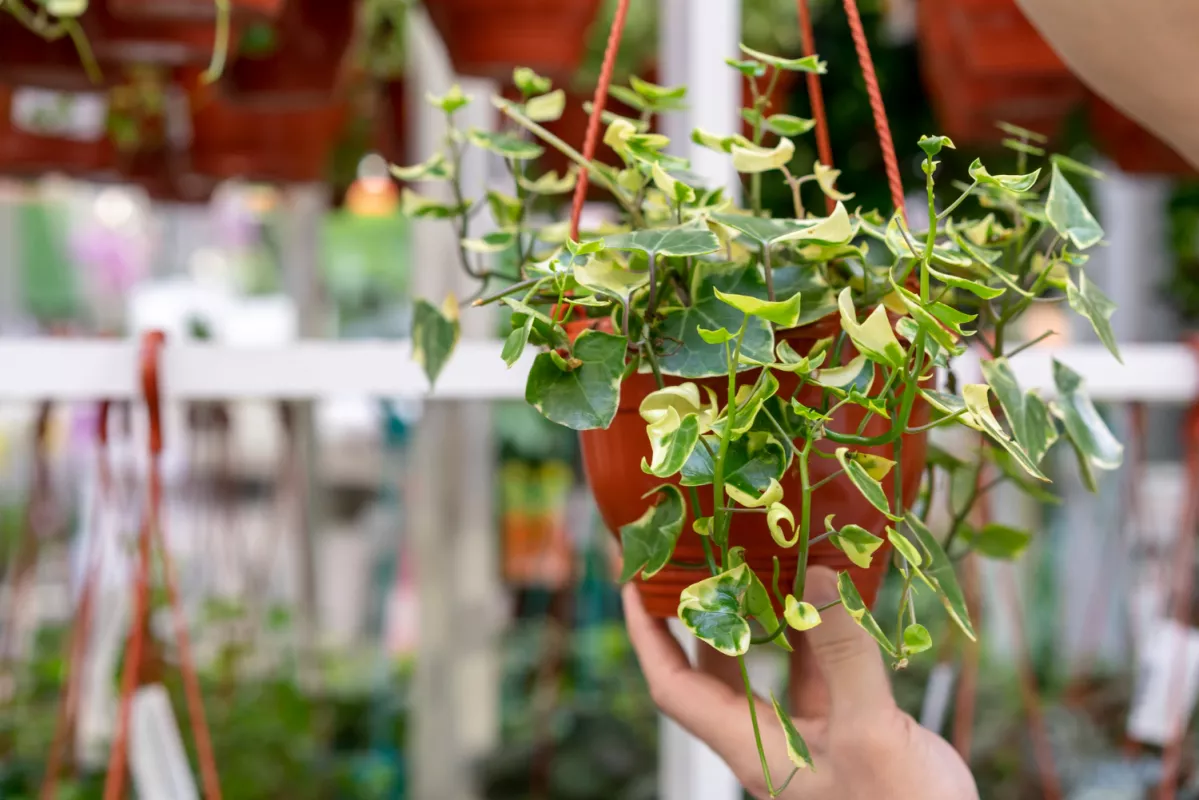 Hand holding a variegated ivy in a terracotta pot against a blurred indoor garden background.
